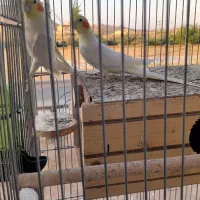 طوطی عروس هلندی