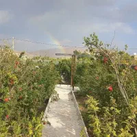 باغ ۵۰۰ متری آماده