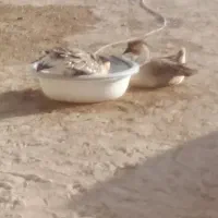 غاز نر رو ماده