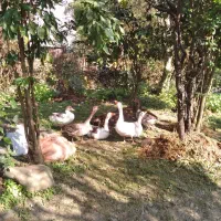 نداشتن موقعیت|حیوانات مزرعه|کومله, |دیوار