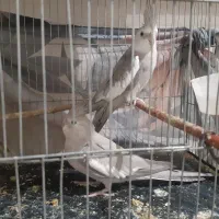 عروس هلندی وایت|پرنده|پاکدشت, خاتون آباد|دیوار