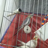 عروس هلندی گل باقالی|پرنده|همدان, |دیوار