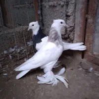 کبوتر طوقی پرپا بلند فروشی|پرنده|بابل, |دیوار