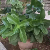 گل قاشقی