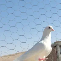 کبوتر|پرنده|بوکان, |دیوار