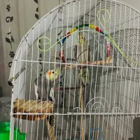 عروس هلندی مولد