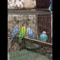 مرغ عشق انگلیسی|پرنده|کرمانشاه, |دیوار