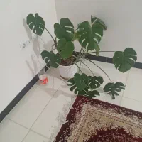 گل بزرگ