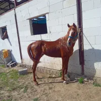 فروش یک راس اسب نریون عرب ۴.۵ ساله مدارک تکمیل|اسب و تجهیزات اسب‌سواری|پره‌سر, |دیوار