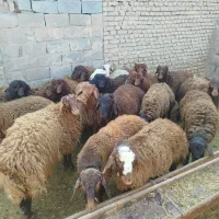 بره نر افشاری قرمز چاق