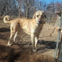 واگذاری سگ ماده پژدر جوان و سالم|سگ|قزوین, |دیوار