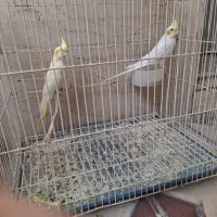 لوتینو