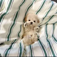 توله سگ اپارتمانی گوگولی جیبی|سگ|تهران, جنت‌آباد جنوبی|دیوار