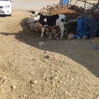 گوساله ماده