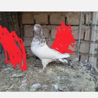 کله سرخ دم سیاه