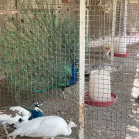 طاووس|پرنده|تهران, بوستان چیتگر|دیوار