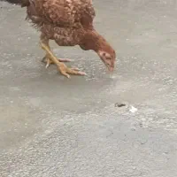 مرغ خروس لاری