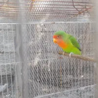 طوطی برزیلی