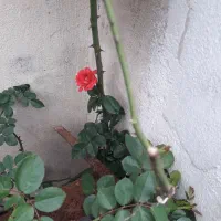 اجاره سوییت دربست