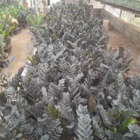 فروش گل زامفولیا قیمت مناسب|گل و گیاه طبیعی|گتاب, |دیوار