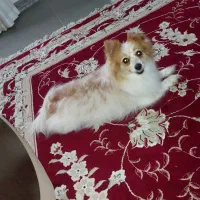 واگذاری رایگان پامر اشپیتز