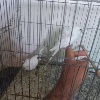 پروانه ای اشتی|پرنده|بندرعباس, |دیوار