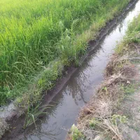 زمین کشاورزی(بیجار)|فروش دفتر صنعتی، کشاورزی، تجاری|رشت, شهریاران|دیوار