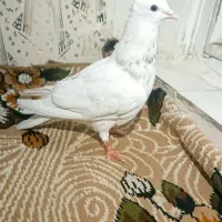 کبوتر طوقی و دم قهوه ای