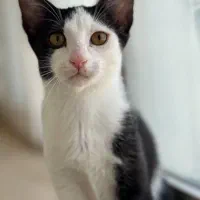 واگذاری بچه گربه|گربه|بندر انزلی, تهران|دیوار