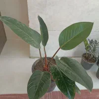 گل های زیبا