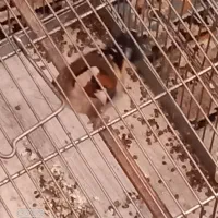 سره نقابدار زیبا