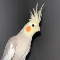 عروس هلندی ماده