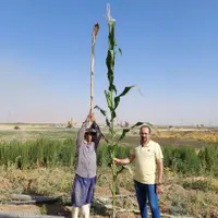 بذر ذرت bc678 هیبرید|گل و گیاه طبیعی|اصفهان, شیخ اشراق|دیوار