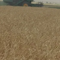 جو آسیاب شده