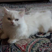 فروش گربه پرشین