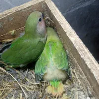 طوطی سرلاکی و مرغ گلین