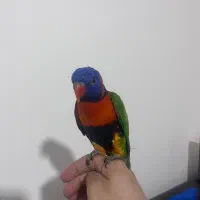 طوطی لوری سخنگو دستی