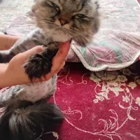 گربه پرشین اسکاتیش