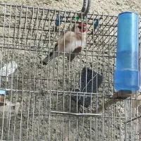 سیره معاوضه با قناری