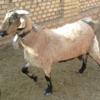 بزچاق درجه یک