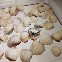 پلاک زنجیر و غیره(اکسسوری)|بدلیجات|بروجرد, |دیوار