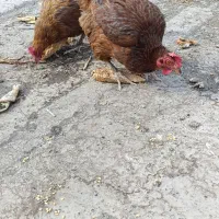 پنج مرغ تخم گذار