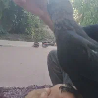 جوجه مینا