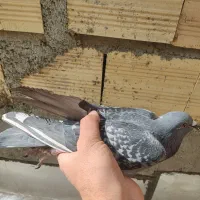 کبوتر مسافتی