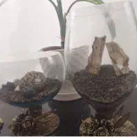 تنگ ماهی شب عید