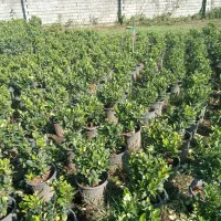 فتونیا و انواع گل|خدمات باغبانی و درختکاری|واجارگاه, |دیوار