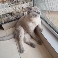 گربه نر عقیم شده|گربه|فردیس, منظریه|دیوار