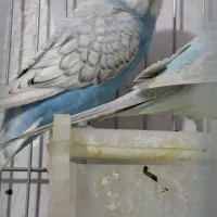 مرغ ‌عشق‌‌‌ ‌رنگ‌خاص‌