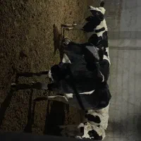 گوساله ماده هلشتاین