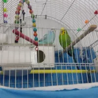 مرغ عشق|پرنده|قرچک, میرزائی جنوبی|دیوار